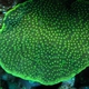 Membraneous Coral
