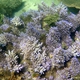 Corals of Australia to be identified