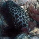 Honeycomb Grouper