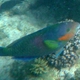 Surf Parrotfish