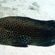 Longfin Grouper