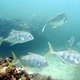 Gold-spotted Trevally