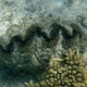 Large Giant Clam