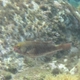 Grecian Parrotfish (Juvenile)