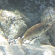 Squaretail Rabbitfish