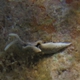 Solar Powered Sea Slug