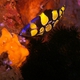 Spotted Soapfish (Juvenile)
