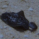 Gulf-of-Mexico Fringed Sole