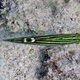 Hoese's Goby