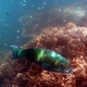 Steephead Parrotfish