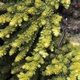 Urchin Clingfish