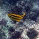 Black-and-Gold chromis (juvenile)