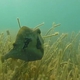 Buffalo Trunkfish