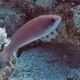 Red Sea Flasher Wrasse