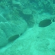 Eyestripe Surgeonfish (Juvenile)