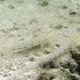Long-finned Goby