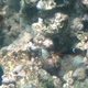 Red Anemonefish