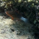 Bridled Parrotfish (Juvenile)