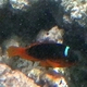 Red Anemonefish