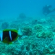 Twobar Anemonefish