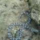 Spotted Snake Eel