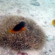 Barberi Clownfish