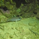 Narrowstripe Cardinalfish