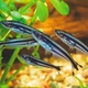Three-striped African Glass Catfish
