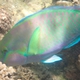 Greenhead Parrotfish