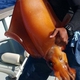 Atlantic Giant Squid