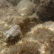 White-spotted Frillgoby