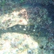 Notch-headed Marblefish