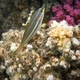 Blue-lined Wrasse