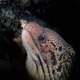 Speckled Moray