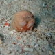 Swollen Soft Coral Crab