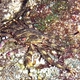 Flat Rock Crab