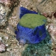 Bluetail Trunkfish
