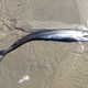 Long-snouted Lancetfish