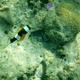Orange-finned Anemonefish