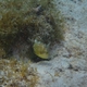 Queen Triggerfish (Juvenile)