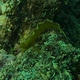 Golden Weedfish