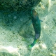 Yellowfin Parrotfish