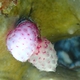 Strawberry Tunicate
