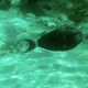Pale-lipped Surgeonfish