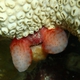 Strawberry Tunicate