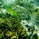 Blue-green Damselfish