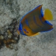 Queen Angelfish (Juvenile)