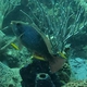 Redband Parrotfish (juvenile)