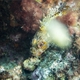 Black scorpionfish