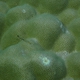 Erythrops Goby